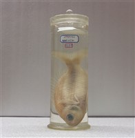 藏品(紅赤尾冬)的圖片